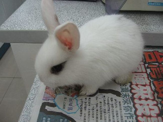 何故かセブンイレブンのレジにいたうさぎ