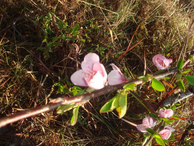 わああ！あったー！さくらー！・・・と、撮っていたら、静かに後ろからS氏に、｢桃ですね」と、言われた。今回、ネパールの早春の桜を撮って帰る必要があった。全国の桜ファンが、私の１枚を待って・・・。そんなこたあないのですが。