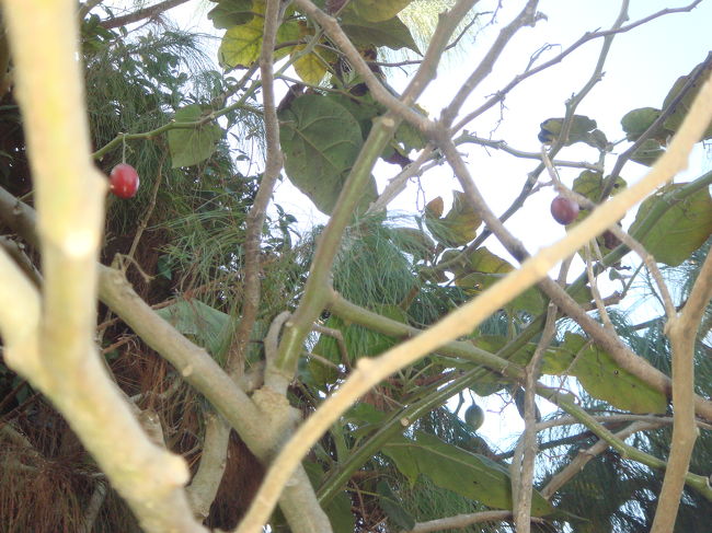 赤くて大きな実。ピンポン玉より一回り大きい。なんだ？