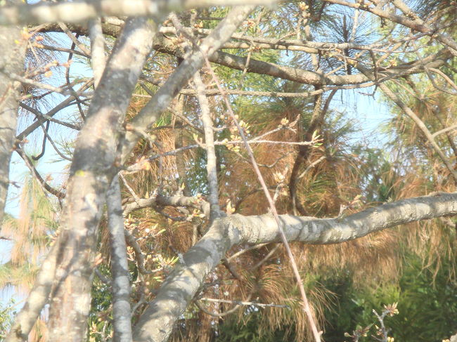 これはどうだ。お、こけた。