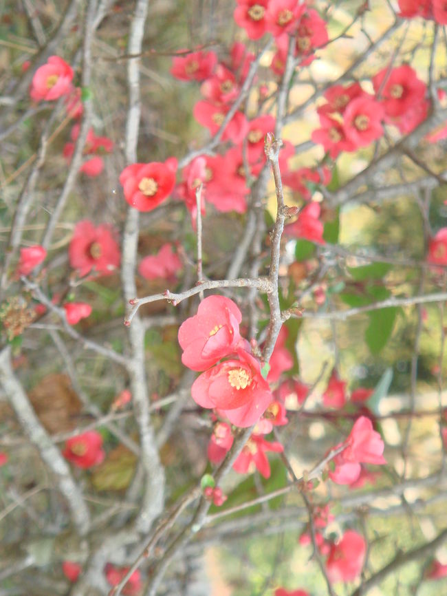 これはわかります。ぼけ。<br />かわいいでしょー。