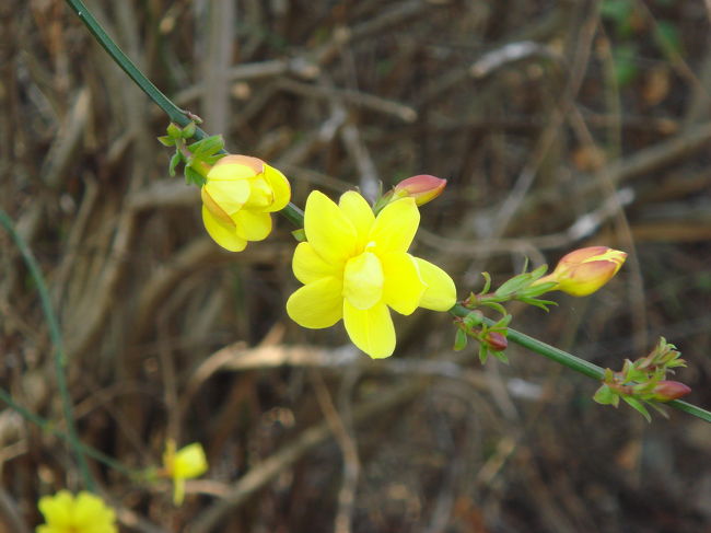 きいろいはな・・・。