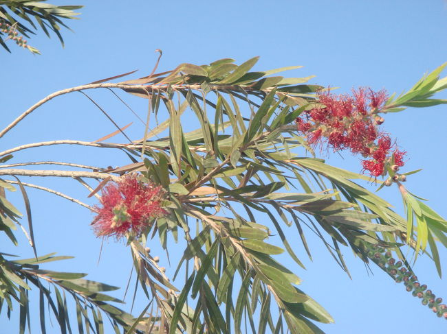 なんでしょーねー。たくさんあった。せいたかのっぽさんの木でした。