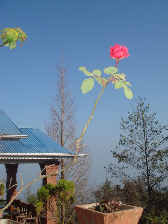 真紅、でした。