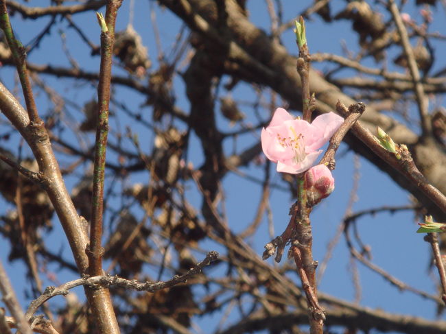 これは・・・。ひつこいね。桃でしょうね。