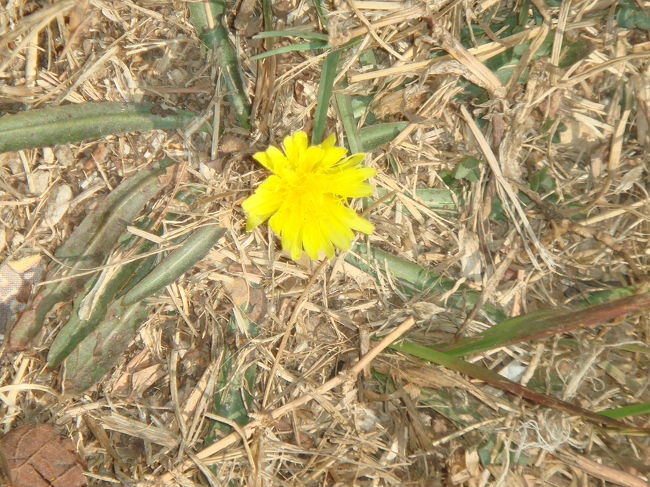 たんぽぽ。くきが５ｃｍほどだった。