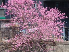 和泉橋のたもとに咲く花も満開。