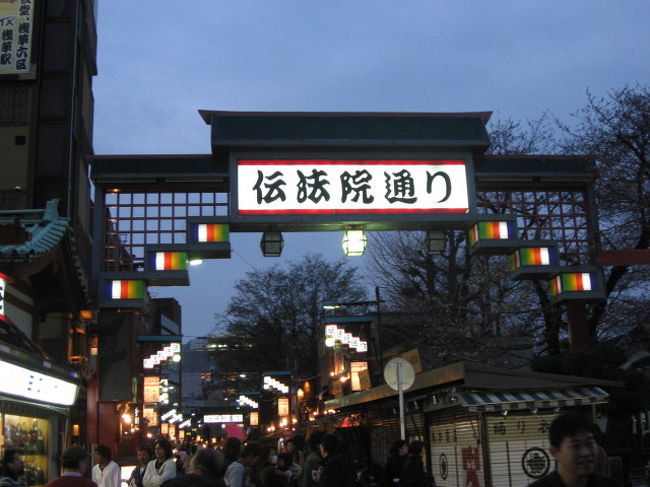桜の季節がやって来た 浅草 TOKYO - cherry blossom in Asakusa