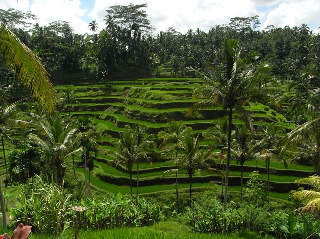 ■テラス・パディ■<br /><br />待ってましたーーーーーー！！<br /><br />う〜ん、プライスレス♪<br />本物だぁ…感動…<br /><br />本当にキレイだなぁ〜<br /><br />(*´y｀*)