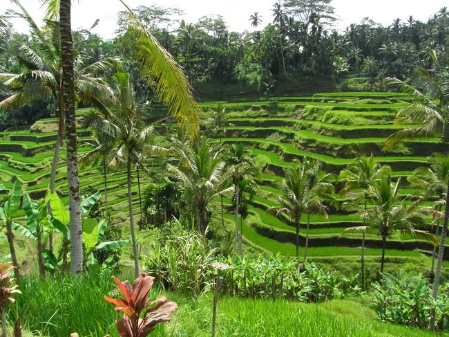 ■テラス・パディ■<br /><br />日がさすと、緑の発色がとてもキレイで、<br />何とも言えない…<br /><br />そうよぉ！<br />コノ光景が見たかったのよぉーーーー！！<br /><br />ヾ(≧∇≦)〃<br />