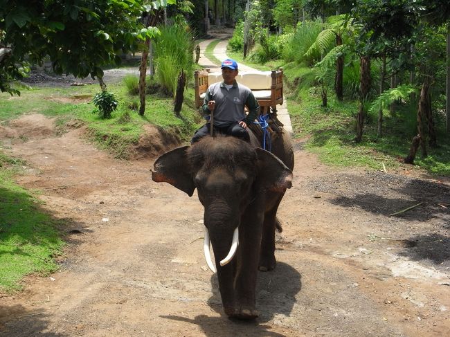 ■エレファント・キャンプ■<br /><br />今回担当してくれる”アリーさん”と、<br />オスの象”ジミー”！！<br /><br />ココで乗る象は、全てスマトラ象らしい！<br />アリーさんもスマトラの方。<br /><br />インドネシアにも象がいるんだぁ！！<br /><br />ちなみに、ジミーは私と同い年♪