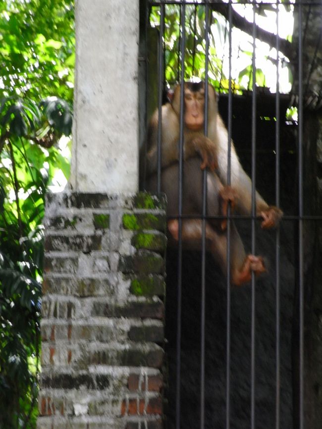 ■エレファント・キャンプ■<br /><br />こちら、スマトラ猿の”タナカさん”。<br /><br />ホントかいな！？<br />でも、<br />私『タナカさーーーーん！！』<br />タ『ウキッ！』<br /><br />おおぉ！返事してくれる…<br /><br />(★*^艸^*)<br /><br />でも１人ぼっちで、なんか寂しそう…<br />