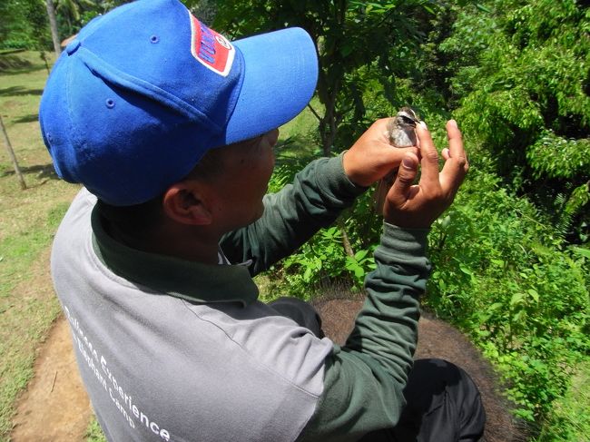 ■エレファント・キャンプ■<br /><br />またノソノソ歩いていると、アリーさんがジミーをとめ<br />いきなり木の中に手を突っ込んだ！！<br /><br />ナンダ！？と思ったら、<br />素手で鳥をつかまえていた！！<br /><br />スゲーーーーーーーーーーーーェ！<br /><br />Σ(◯o◎;)