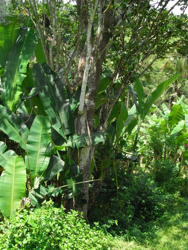 ■エレファント・キャンプ■<br /><br />片手に鳥を持ち、片手で象を操るアリーさん。<br />しかも足にロープを絡ませたダケの状態…<br /><br />スゴすぎる…<br /><br />ア『ベビー（鳥）、あとで食べるね！』<br /><br />えぇ！？その鳥食べるの？？<br />あとでフルーツ食べさせてあげるね！って事だったらしい…ホッ。<br /><br />またノソノソと歩いていると、<br />野生の猿を発見！！<br /><br />この旅ではイッパイ動物を見れたなぁ〜<br />