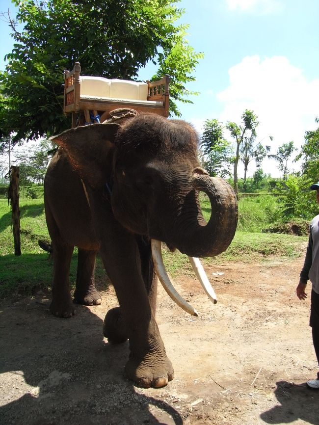 ■エレファント・キャンプ■<br /><br />長いようで、短かった３０分のトレッキングも終了。<br /><br />２万ルピーでフルーツの盛り合わせが買えるので、<br />ジミーに『ありがとう』の意味を込めて、あげる事に♪<br /><br />しかしジミーの食欲はすごく<br />イガイガのパイナップルもペロリ！！<br /><br />こんな事なら、あと４セットくらい<br />買ってあげればよかった…<br /><br />しかし、象さんのお鼻は本当に器用だった…