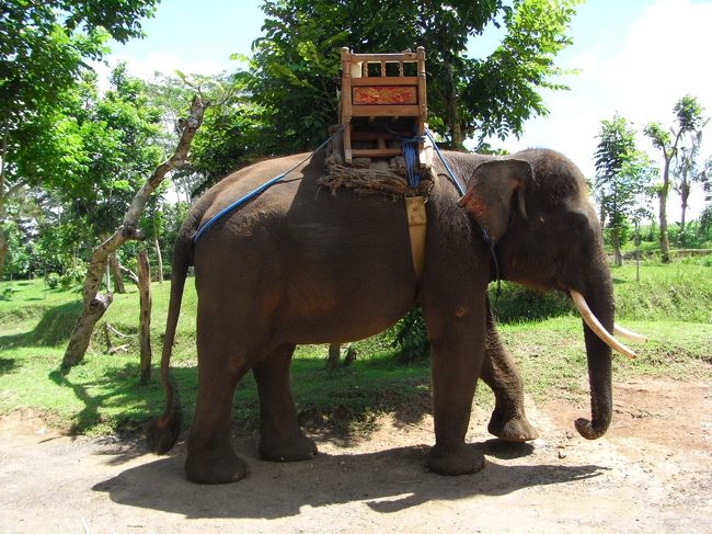 ■エレファント・キャンプ■<br /><br />ココでは、フルーツをあげている姿を<br />写真に撮ってくれる！！<br /><br />後で見たら、ビビってるせいか<br />ビミョウな距離感があった私…。<br /><br /><br /><br />