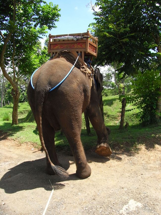 ■エレファント・キャンプ■<br /><br />ジミーのお尻。<br /><br />こんな風にロープが固定されてたの？！<br /><br />