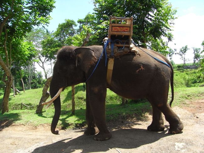 ■エレファント・キャンプ■<br /><br />ジミーったら、写真を撮られているのを<br />自覚しているらしく、私が動かなくても<br />自ら体勢を変えてくれて、色んなアングルで<br />撮影する事がデキた！！<br /><br />頭イイなぁ〜<br /><br />（↑アリーさんは小鳥のエサを取りに行ってて<br />近くにいなかった…）<br /><br />