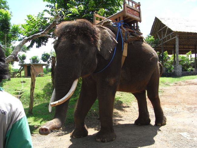 ■エレファント・キャンプ■<br /><br />やっと帰ってきた、アリーさん。<br /><br />ジミーも少々お疲れのよう…<br /><br />