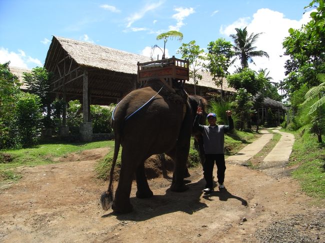 ■エレファント・キャンプ■<br /><br />やっと真横に立つのに慣れてきた所だったが、<br />これからジミーはゴハンなので、<br />バイバイすることに…<br /><br />エエーーーーーーーーーン！<br />寂しい…<br /><br />(ρдT)<br />