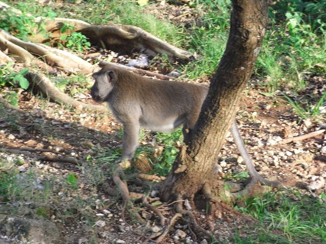 ■ウルワトゥ寺院■<br /><br />会場に行くまでに、ウワサの猿がたくさんいて、<br />ちょっと怖かった…<br /><br />もちろんビビリィな私は、目を合わせる事無く、<br />黙々と歩く…