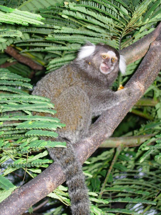 micos-estrela<br />ヴィラ内にも猿が出現しました。