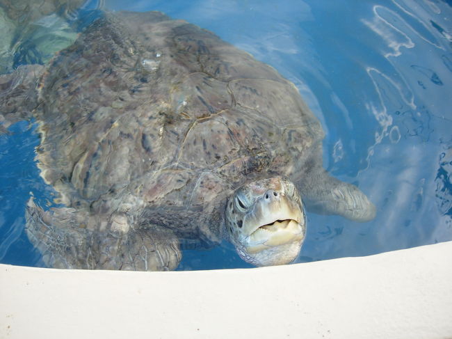 Headquarters of the National Center for the Conservation and Handling of Sea Turtles, a.k.a. Tamar Project（Projeto Tamar Ibama）4pm（close at 5pm）<br />海亀の保護センター、TAMARプロジェクト内には、たくさんの海亀や魚、海洋生物がいます。