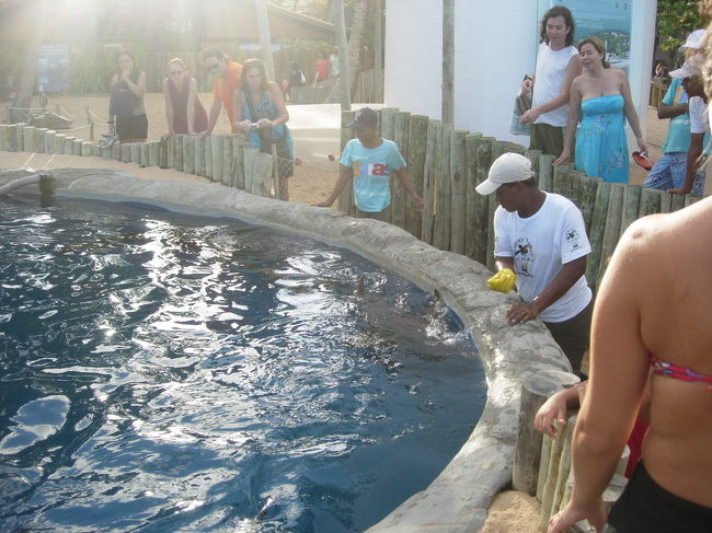 Projeto Tamar Ibama<br />サメに食事を与える時間でした。