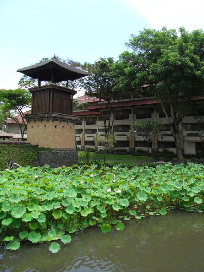■ラグーン■<br /><br />ラグーンには、左右に蓮がイッパイ！！<br /><br />夜には、黒鳥や白鳥も見る事ができる。<br />（昼間はやっぱり暑いようで、木や建物の陰で涼んでいた）