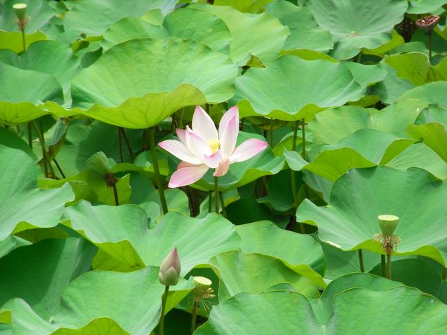 ■ラグーン■<br /><br />ハスの花。<br /><br />普段は咲いている花を気にする事なんて、<br />あまりナイのに、旅に出ると、ナゼか目に<br />とまるようになる…<br /><br />心が穏やかになっている証拠かな！？