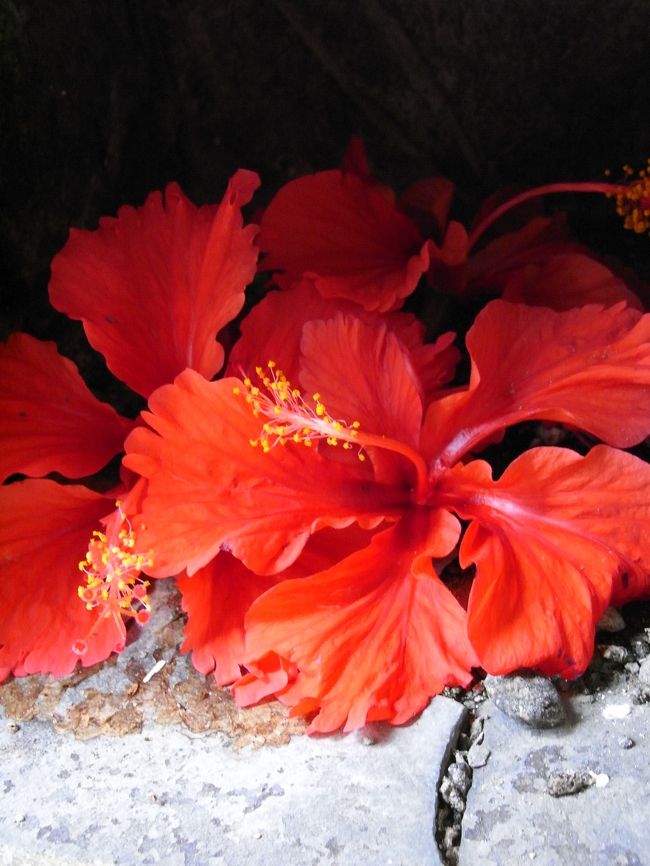 ■庭■<br /><br />塀の一角。<br /><br />窪んだスペースにもお花が。<br /><br />細かいおもてなしの心。