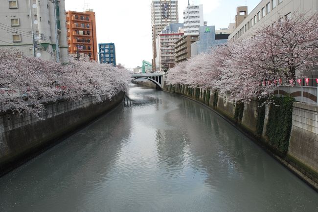 花見散歩08 満開の桜に誘われて 東京の旅行記 ブログ By Poohさん フォートラベル 花見散歩08 満開の桜に誘われて 東京の旅行記 ブログ By Poohさん フォートラベル