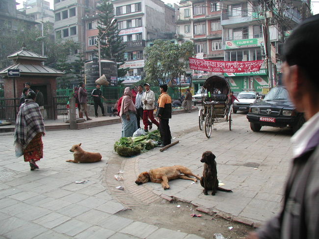 犬たちは朝から昼ね・・・？<br />ほとんど放し飼いで、道路の中央に牛や犬がいるのを人や車がよけて通っている。