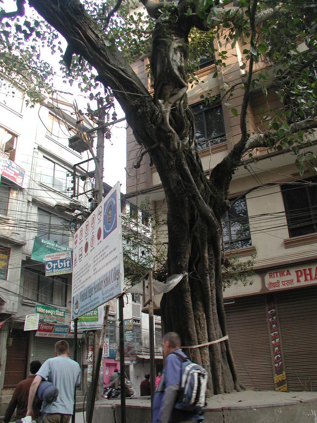 ＜ピパル＞<br /><br />ネパールには道が分岐する所などに、このピパルの木が植えてあり、いずれも巨木になっていて、木の周囲に人が腰掛けて休めるようになっている。<br /><br />ピパルはお釈迦様がつかまって生まれた木とシェルパから聞きました？<br /><br />朝の静かなうちにネパールの第一歩、タメル地区を散策いたしました。<br />ホテルに帰り、レストランで朝食です。<br /><br />ここでも驚きですが、ネパールの人は朝食は摂らずお茶だけで昼・夜の二食だそうです。<br /><br /><br />　　　　　　　　　　完