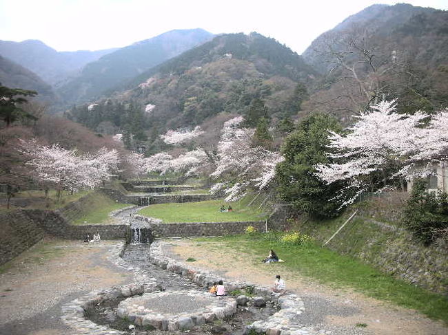 養老の滝に上がっていく入り口のところ。<br />山の上のほうにも桜の木がぽつぽつあって、きれいです。