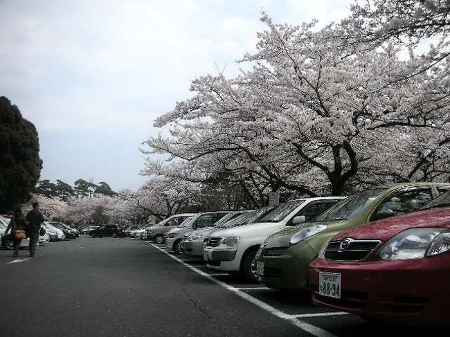 養老の滝への入口の駐車場です。<br />ここにもたくさん桜が咲いていました。