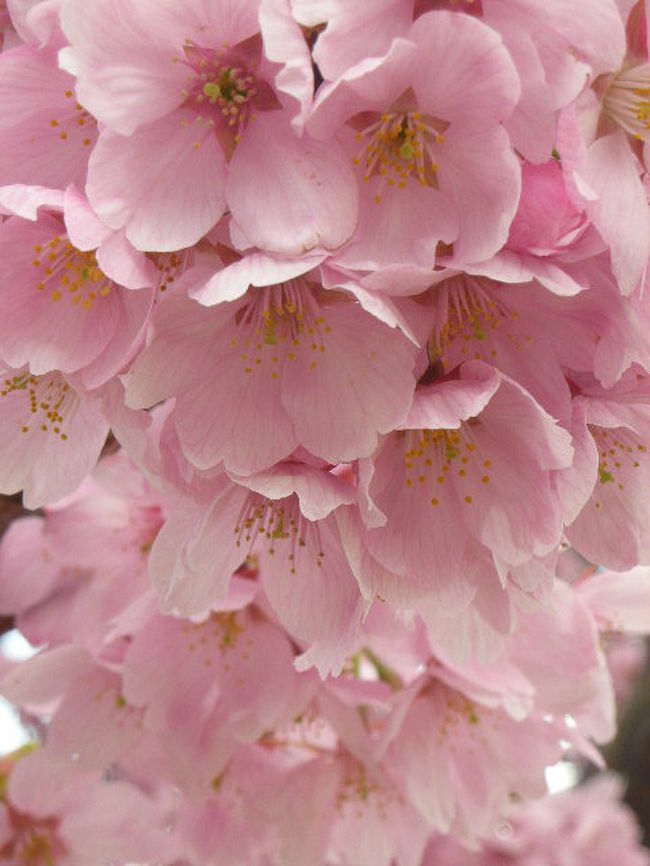 「ソメイヨシノ」以外の桜も咲いてました。<br />かなりピンクが濃かったので、八重かな？