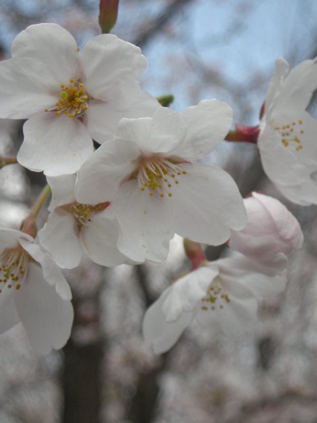 「ソメイヨシノ」です。<br />満開でした。
