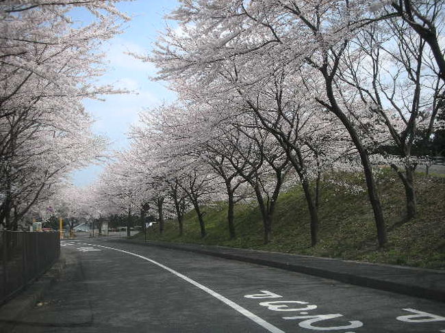 駐車場の中の道路。<br />道の両側に桜の木があって、ここが一番きれいでした。