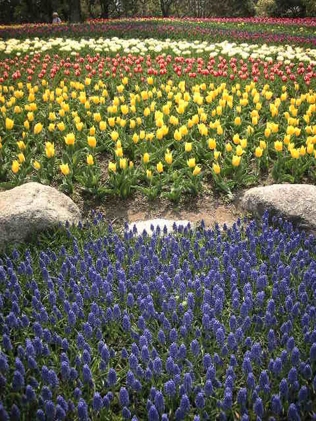 彩りの為か、チューリップ以外の花も植えられてました。