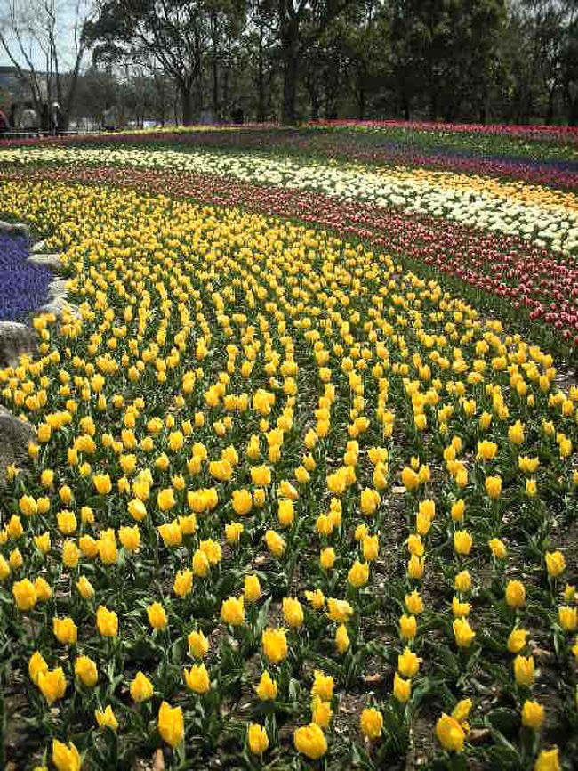 色々な色のチューリップが植えられていて、すごくきれいです。