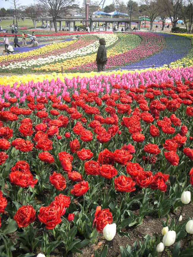 私の一番お気に入りのチューリップ。