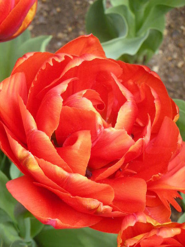 近くで見ると、チューリップというよりもバラかカーネーションの様な感じ。<br />