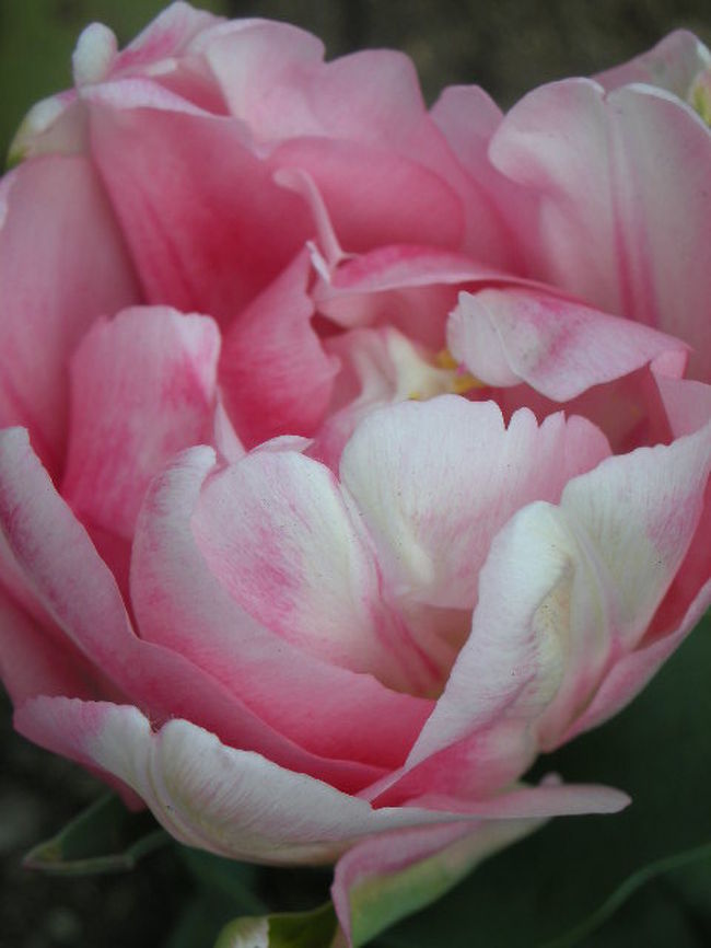 これも少し変わったチューリップ。<br />ピンクがすごく可愛いです。