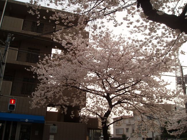 散策はたまプラーザ駅から鷺沼駅へと続く桜並木の真ん中ぐらいからスタート。左下に写っているレストランで食事をしながらの夜桜も良い感じです。