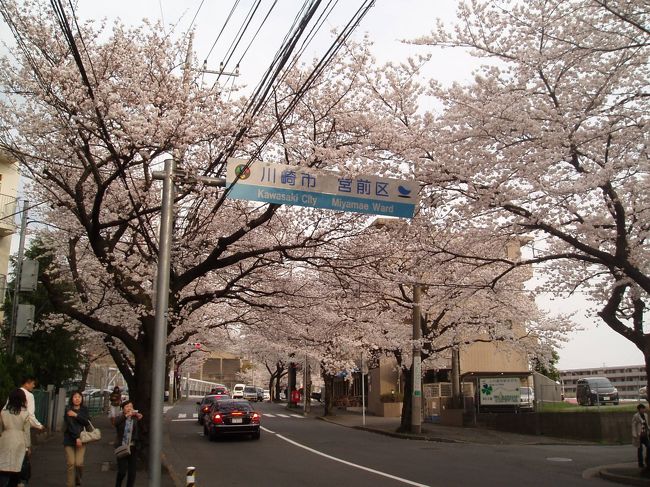 川崎市と横浜市の境で。結構、桜見物している人が多いです。