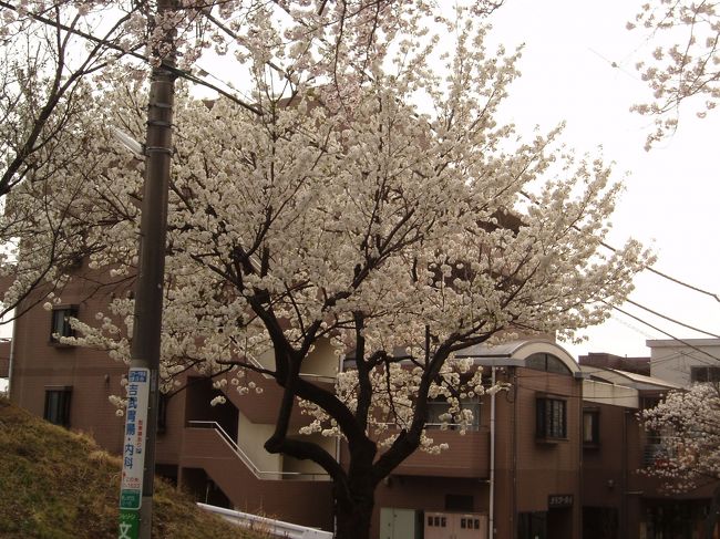 ピンクじゃなく白色の桜。なんていうのかな。。。