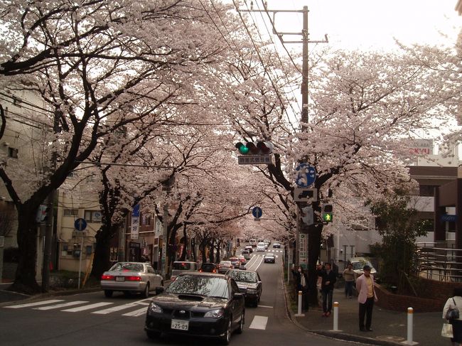桜満開の交差点♪