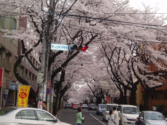 美しが丘小学校前の交差点から。素晴らしい桜のトンネルです！