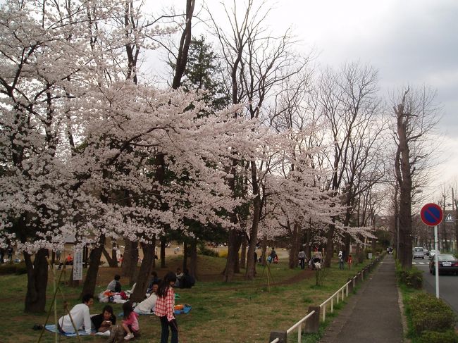 美しが丘公園でお花見する人たち。たくさんの人たちが転がってます・・・